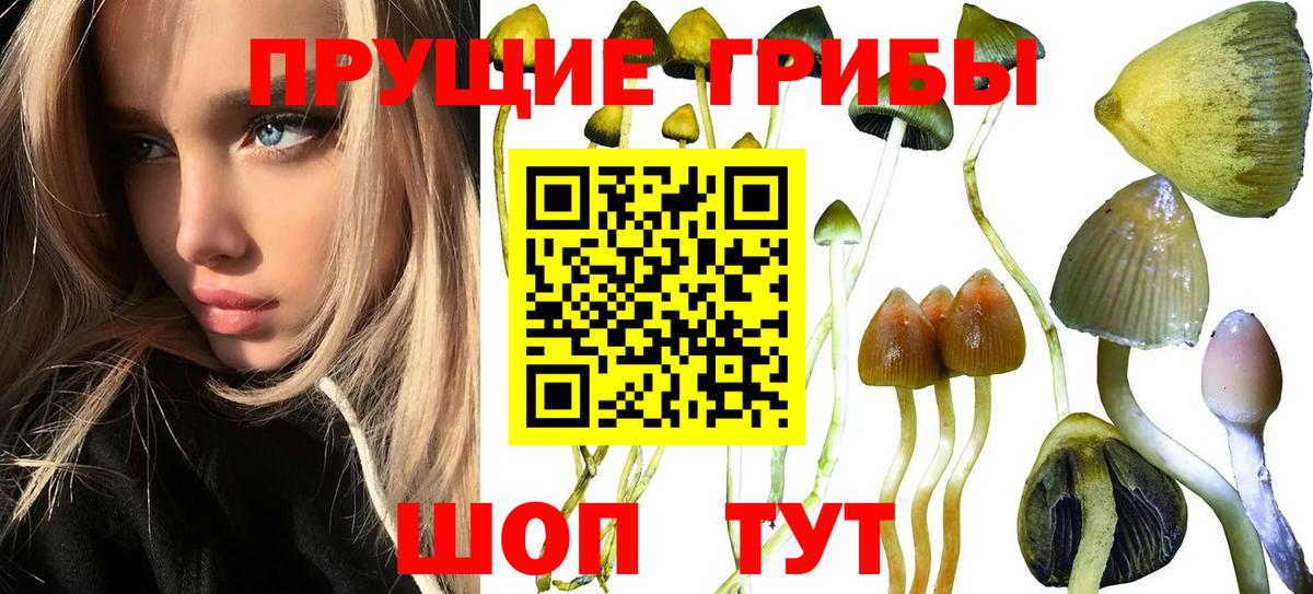 Псилоцибиновые грибы мухоморы  закладка  Вход с VPN  Каменск-Уральский  Галлюциногенные грибы мицелий 